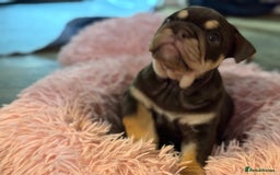 English Bulldog dogs for sale: Beautiful English Bulldog Puppies - Advert 6