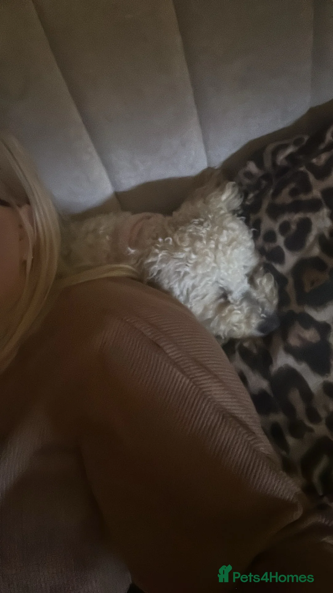 Cavapoo dogs for sale: Beautiful female Cavapoo - Advert 9