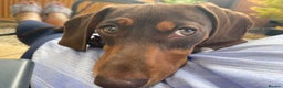 Miniature Dachshund dogs for stud: PROVEN MINIATURE DACHSHUND STUD in Faringdon - Advert 5