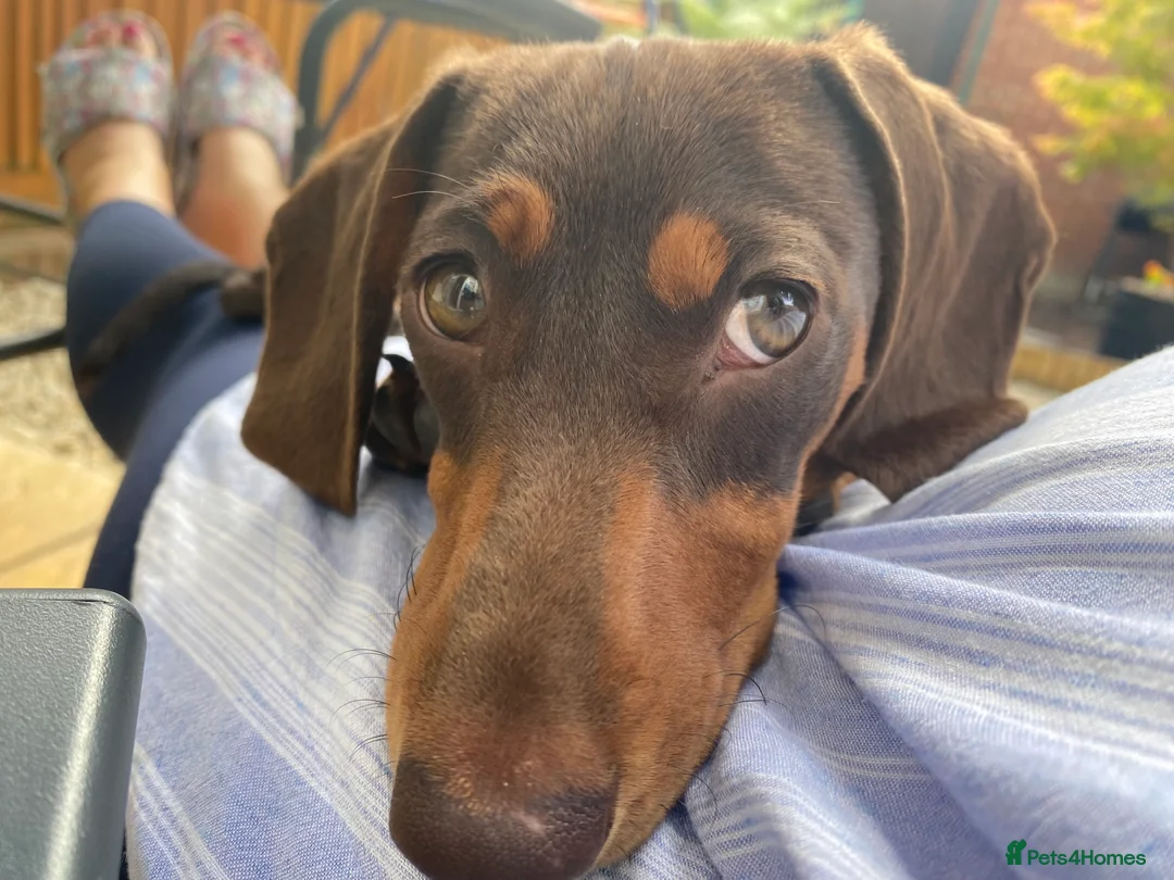 Miniature Dachshund dogs for stud: PROVEN MINIATURE DACHSHUND STUD in Faringdon - Advert 5