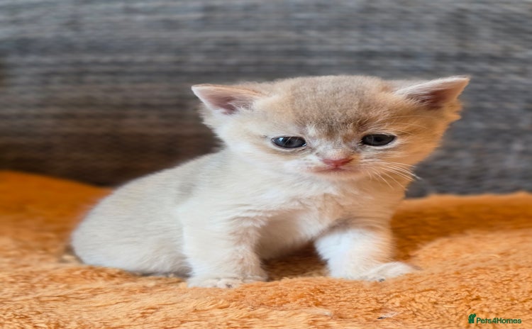 British Shorthair cats for sale - Advert 2
