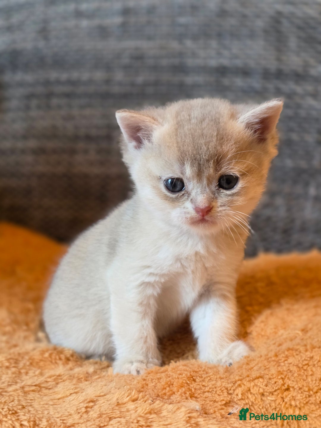 British Shorthair cats for sale: British shorthair Tica😻😽🐈😺😍🌹🌸🌼 - Advert 5