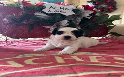 Bichon Frise dogs for sale: Bichon Frise X Bichon Havanez  - Image 14