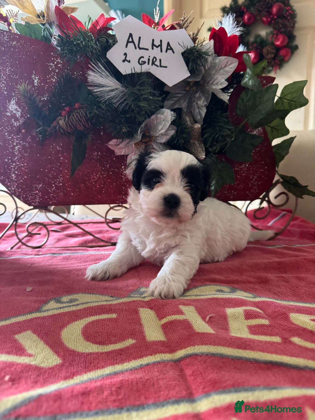 Bichon Frise dogs for sale: Bichon Frise X Bichon Havanez  - Image 14