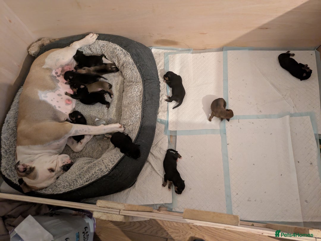 Mixed Breed dogs for sale: Puppies for sale  - Advert 3