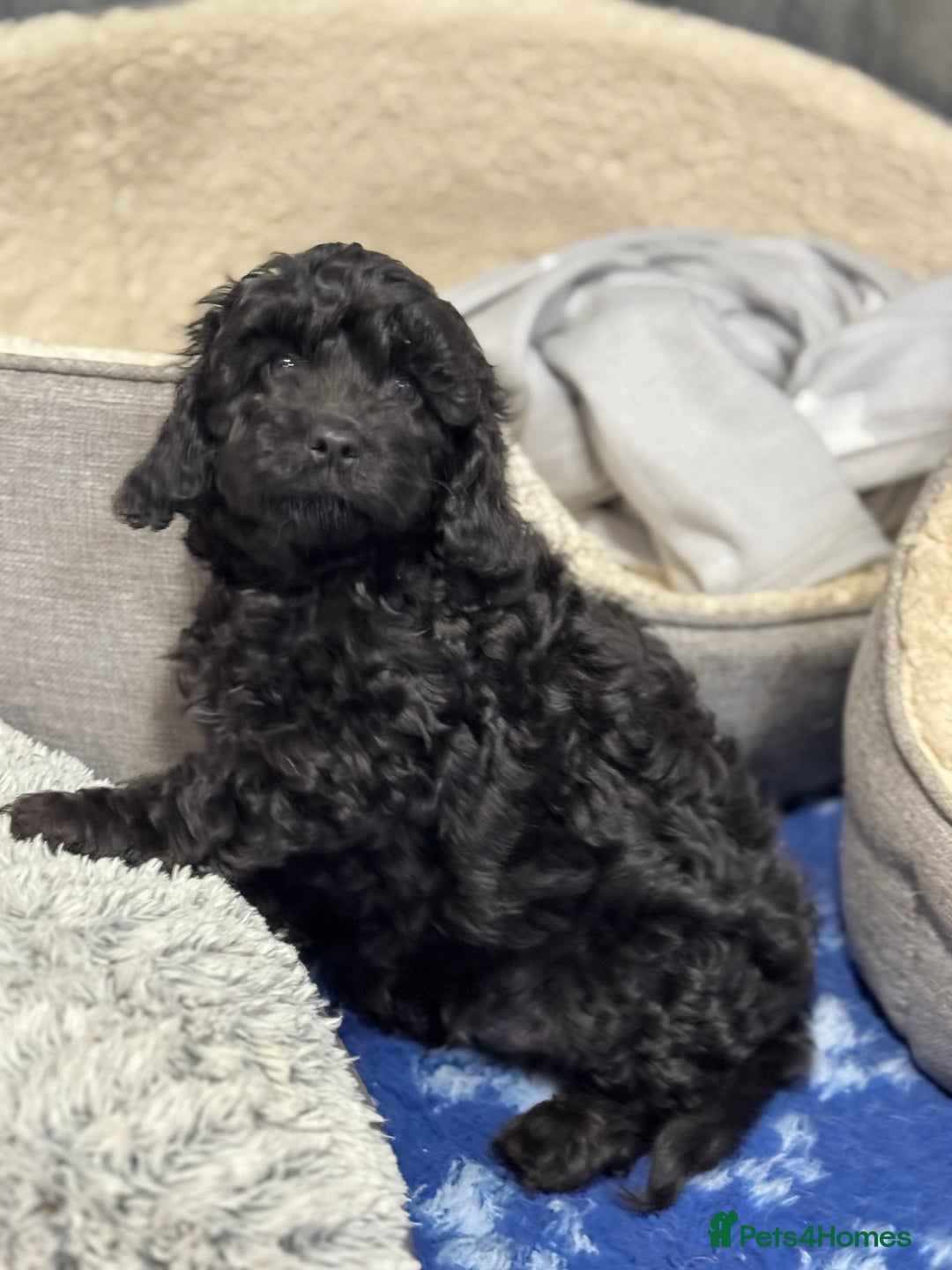 Cavapoo dogs for sale: F1 DNA tested Cavapoo puppies - Advert 10