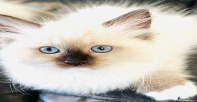 Ragdoll cats - Advert 10