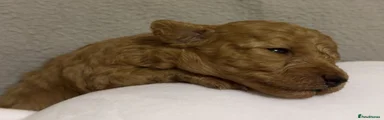 Toy Poodle 3