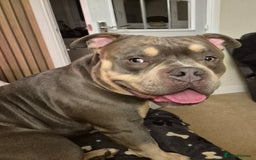 American Bully dogs for stud: ABKC registered blue tri for stud - Image 3