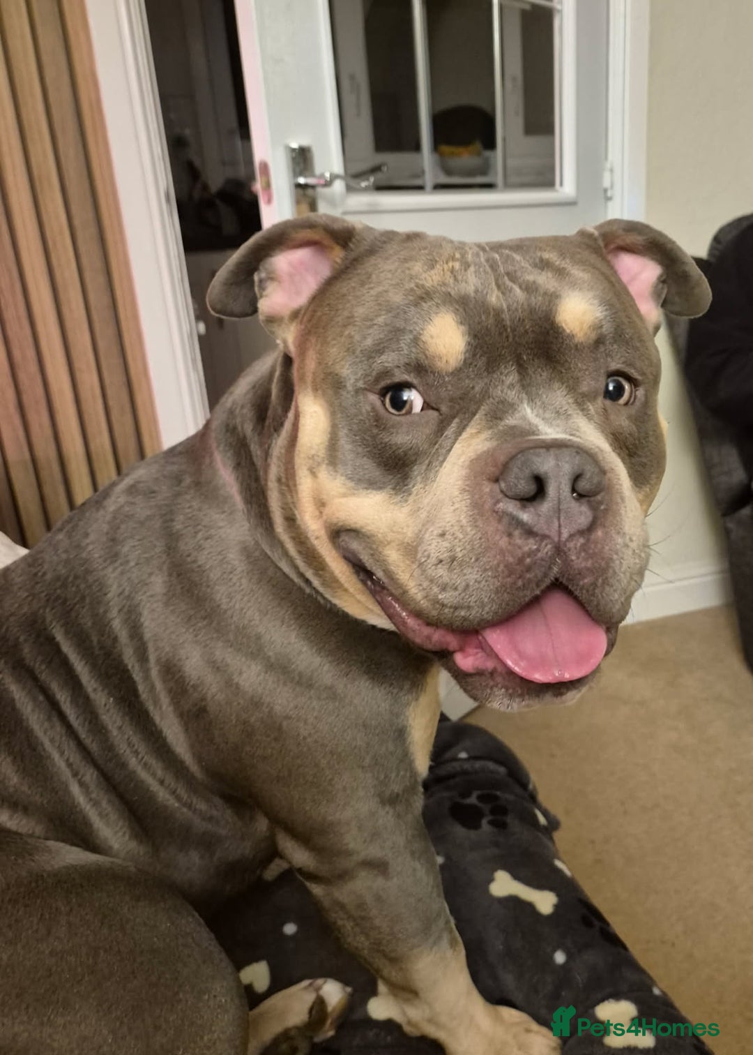 American Bully dogs for stud: ABKC registered blue tri for stud - Image 3