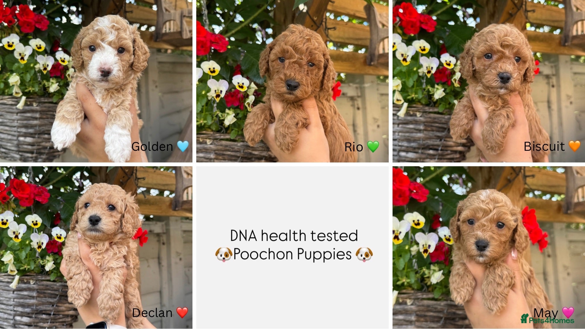 Poochon dogs DNA health tested Poochon Puppies 🐶  - Advert 1
