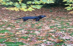 Labrador Retriever dogs for sale: Black labrador puppy for sale - Image 5