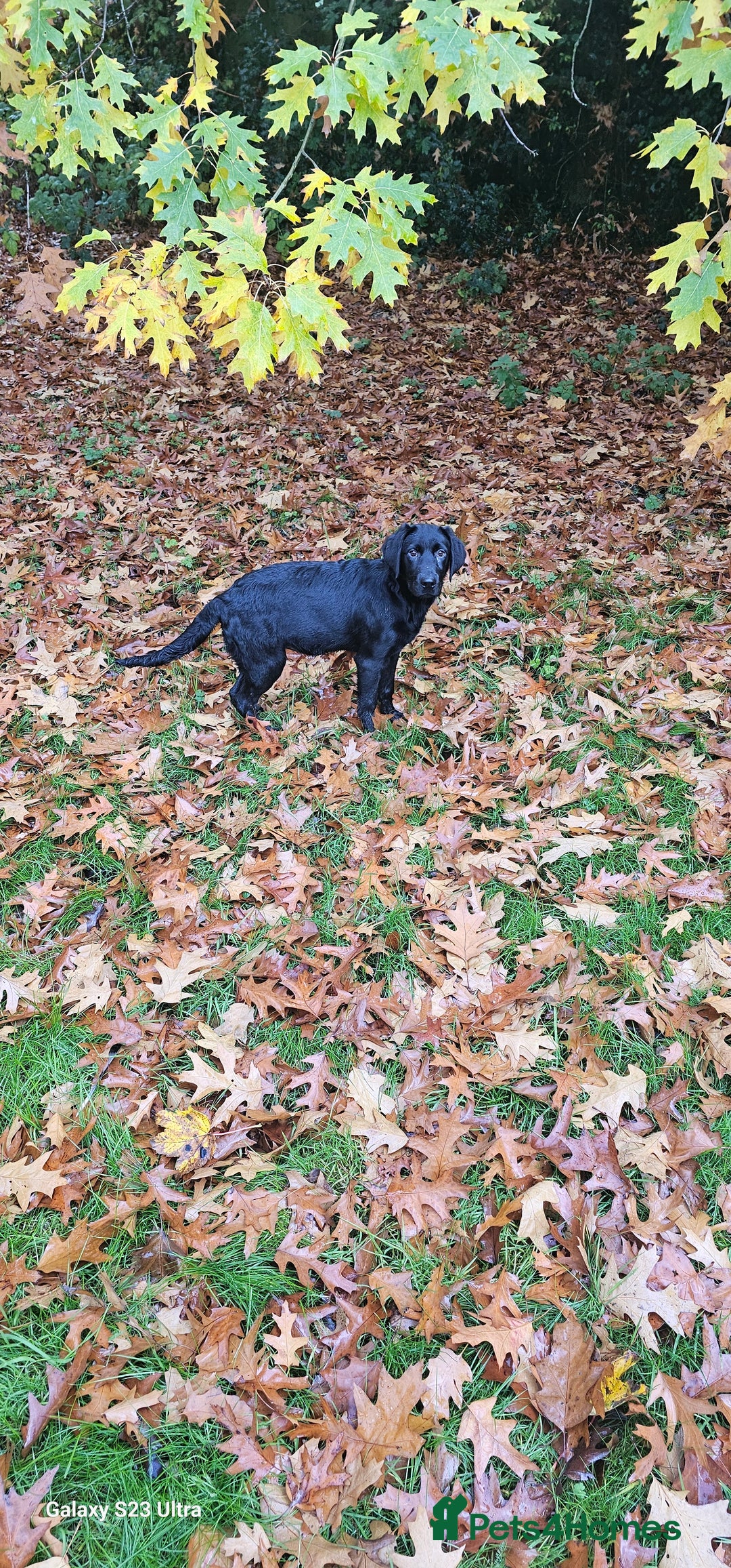 Labrador Retriever dogs for sale: Black labrador puppy for sale - Image 5