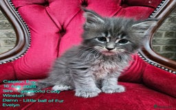 Maine Coon cats for sale: HIGH SILVER EHITE  GIRL ✨TICA REG BREEDER - Image 33