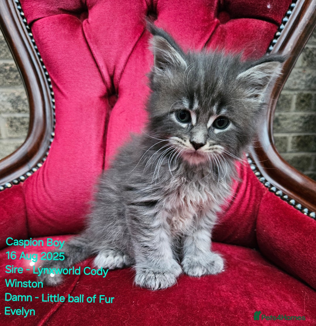 Maine Coon cats for sale: HIGH SILVER EHITE  GIRL ✨TICA REG BREEDER - Image 33