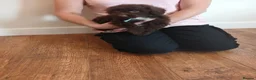 Cockapoo dogs for sale: Cockapoo puppies  - Advert 5