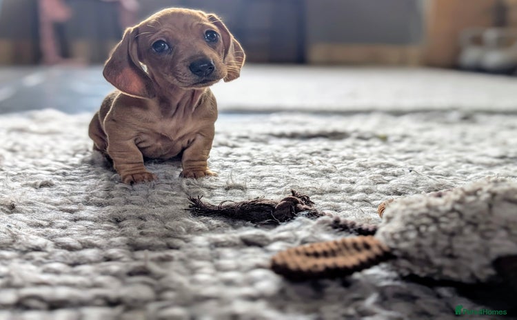 Miniature Dachshund dogs - Advert 4