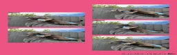 Cane Corso dogs for sale: Cane corso puppies in Mansfield - Advert 3
