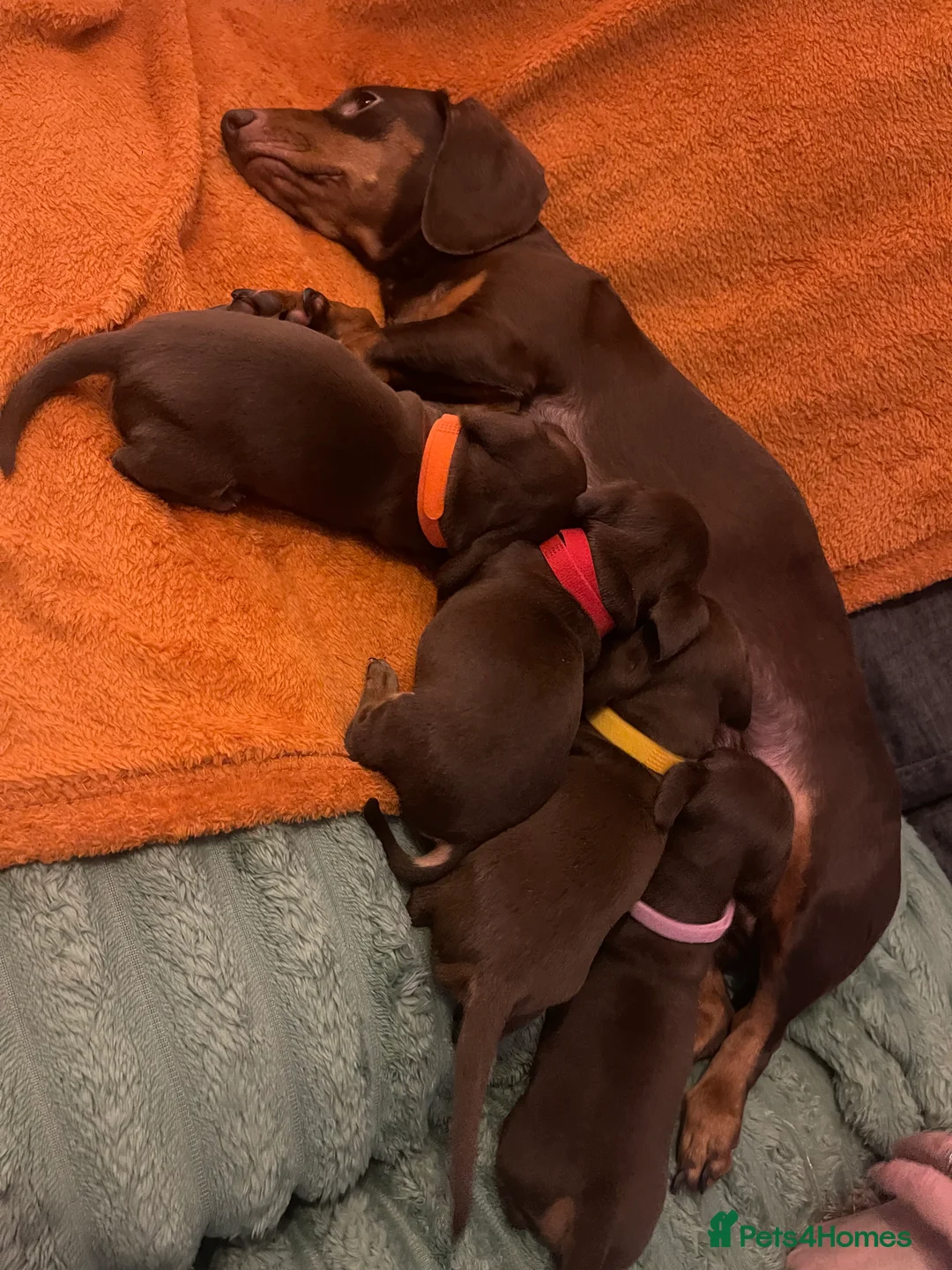 Dachshund dogs for sale: 4 female miniature dachshund puppies for sale  - Advert 6