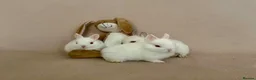 Netherland Dwarf rabbits for sale: 🐇 Netherland Dwarf Babies 🐇 - Advert 8