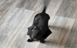 Miniature Dachshund dogs for sale: 2 beautiful dachshunds left  - Image 4