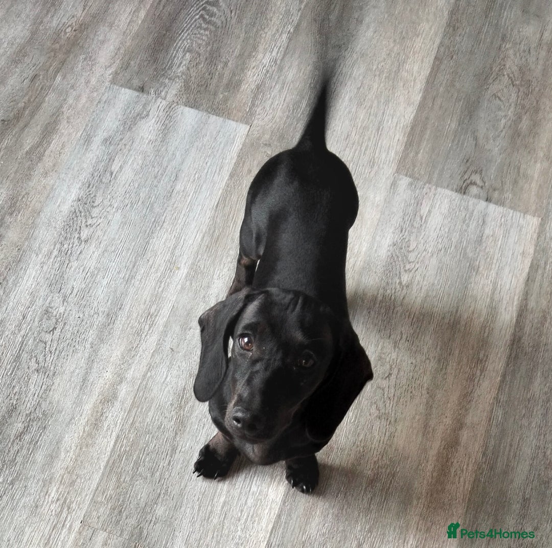Miniature Dachshund dogs for sale: 2 beautiful dachshunds left  - Image 4
