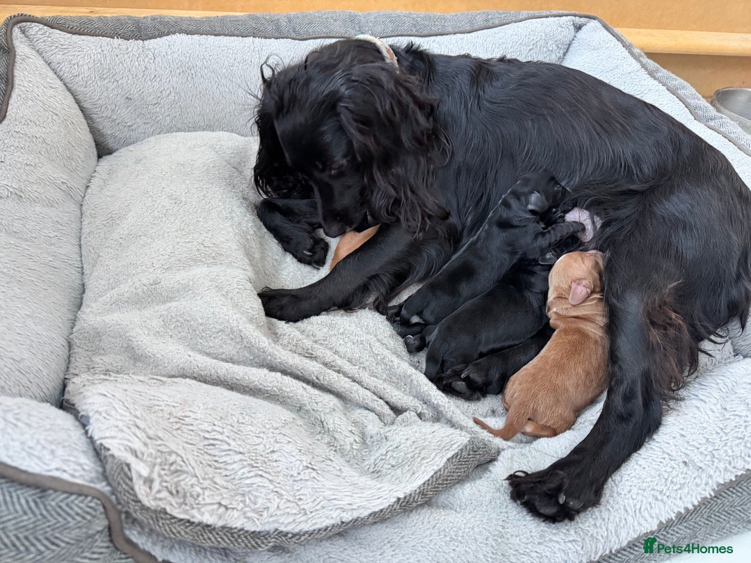 Cocker Spaniel dogs for sale: Beautiful cocker spaniels (working) - Advert 7