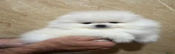 Pomeranian dogs for sale: Beautiful White/Cream Pomeranian Puppies - Advert 7