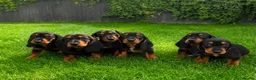 Mixed Breed dogs for sale: 🐾 Mini Bassets 🐾 - Advert 1