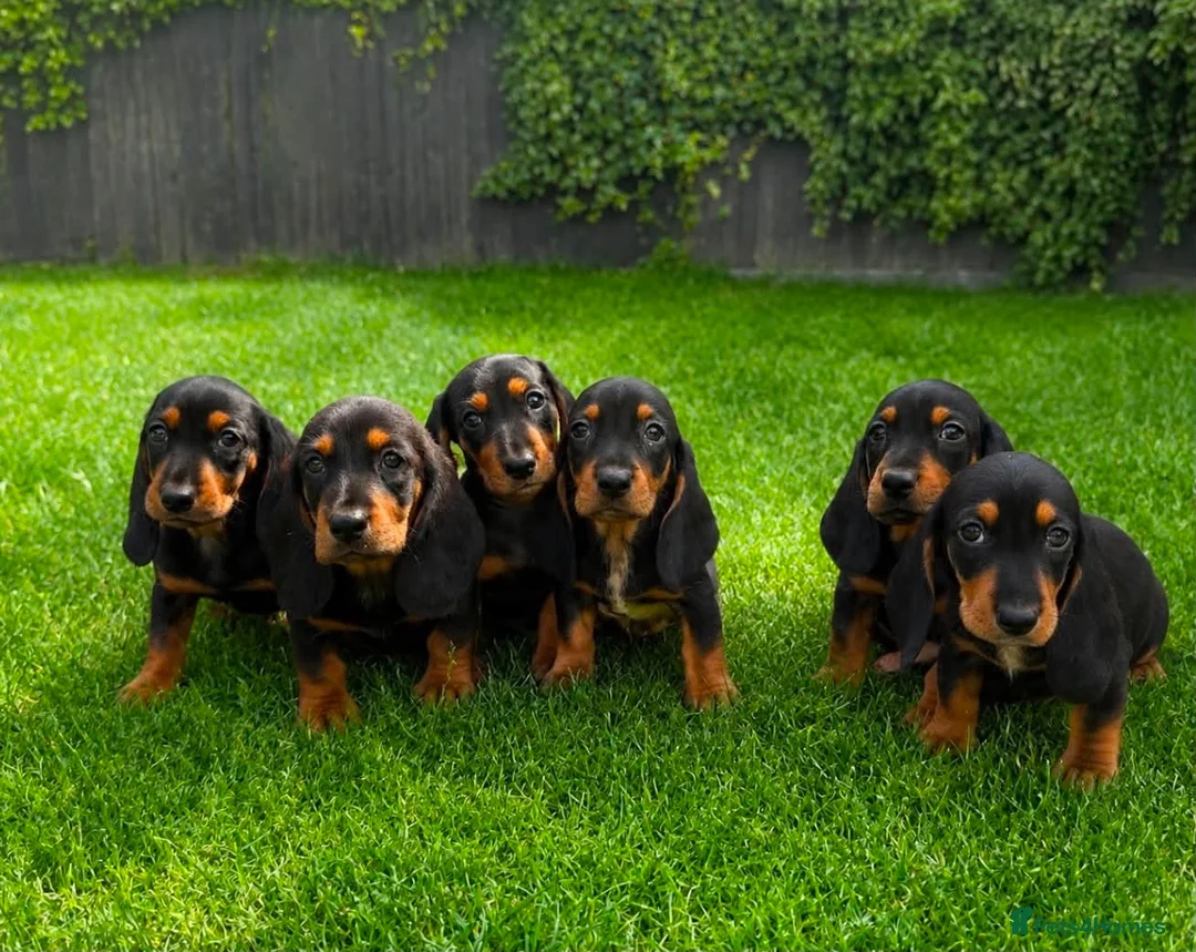 Mixed Breed dogs for sale: 🐾 Mini Bassets 🐾 - Advert 1