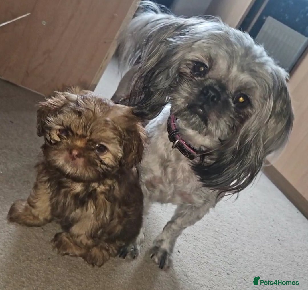 Shih Tzu dogs for sale: Imperial Shih Tzu- 1 beautiful girl❤️  - Advert 5