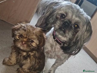 Shih Tzu dogs Imperial Shih Tzu - Advert 17