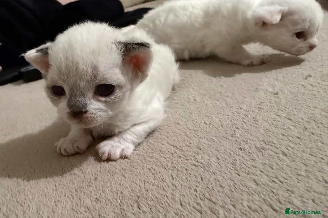 Devon Rex cats for sale: TICA Active kittens lower price for pet homes - Advert 5