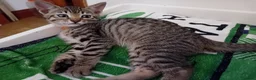 Bengal cats for sale: HomeRaised Bengal x Blue British Shorthair Kittens - Advert 21