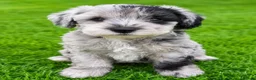Schnoodle dogs for sale: Rare Schnoodle Babies - Advert 5