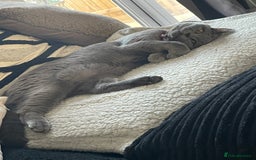 British Shorthair cats for sale: Stormi - Image 2