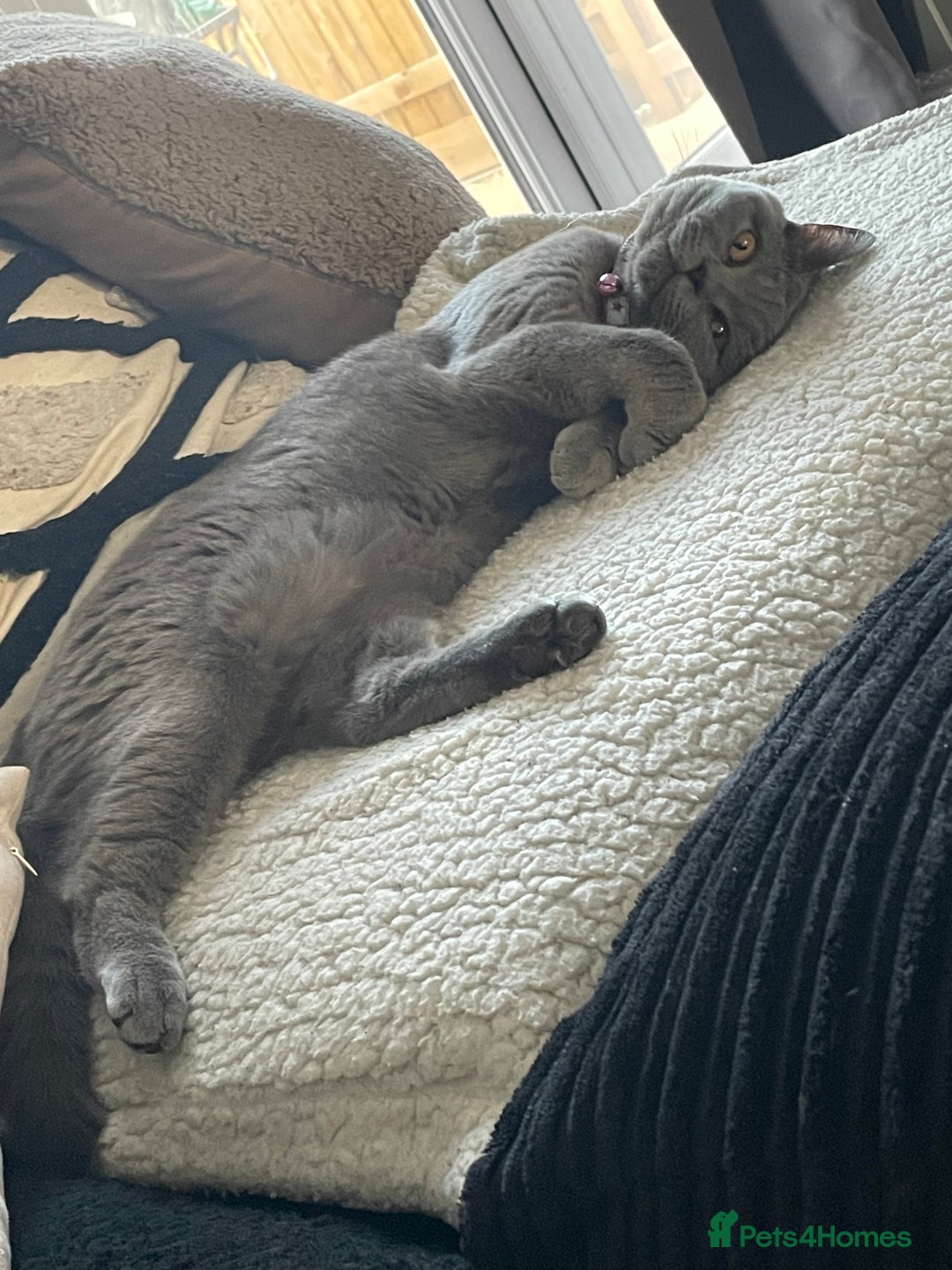 British Shorthair cats for sale: Stormi - Image 2