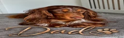 Miniature Dachshund dogs for sale: Miniature dachshund puppies - Advert 27
