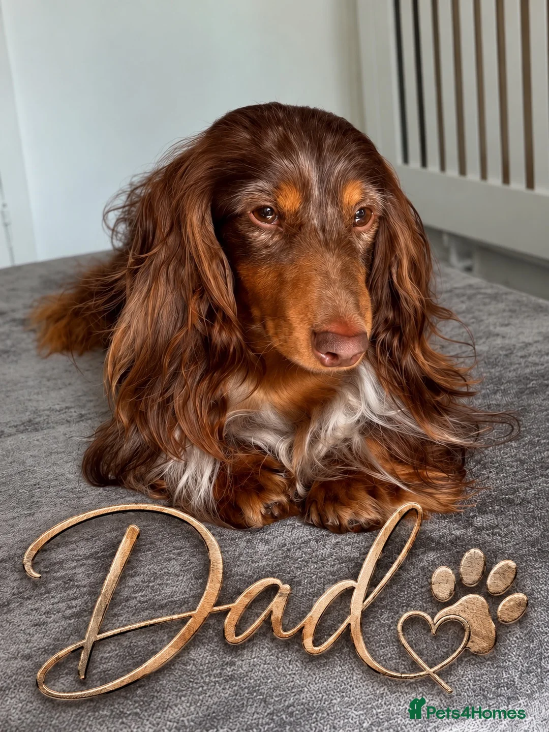 Miniature Dachshund dogs for sale: Miniature dachshund puppies - Advert 27