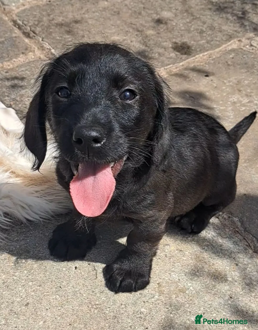 Mixed Breed dogs for sale: Labrador x teckel dachshund puppies  - Advert 1