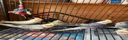 Cockatiels birds for sale: Cockatiel babies  - Advert 2