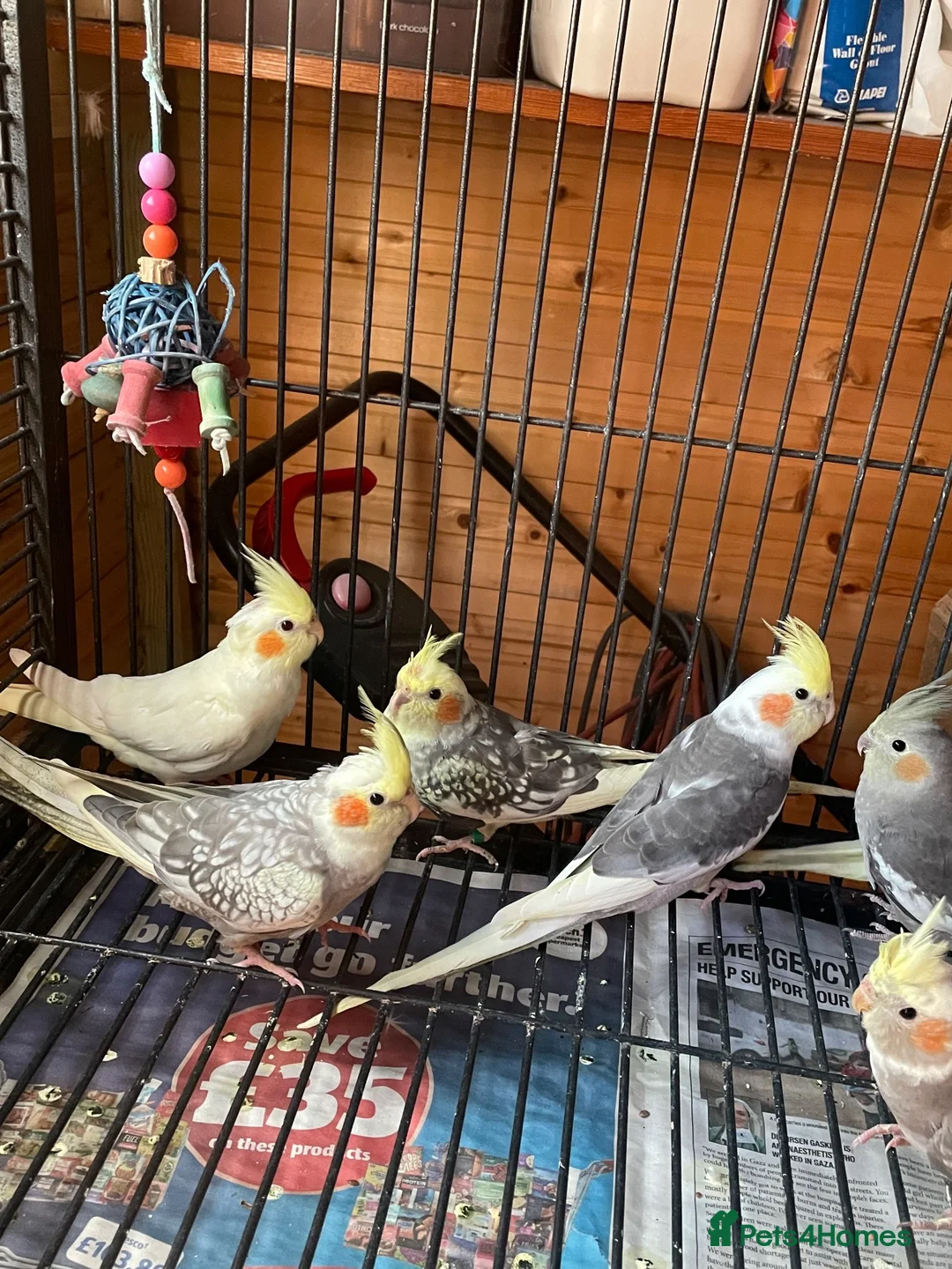 Cockatiels birds for sale: Cockatiel babies  - Advert 2