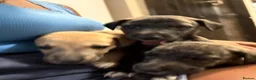 Whippet dogs for sale: Pure WHIPPET PUPPIES - Advert 18