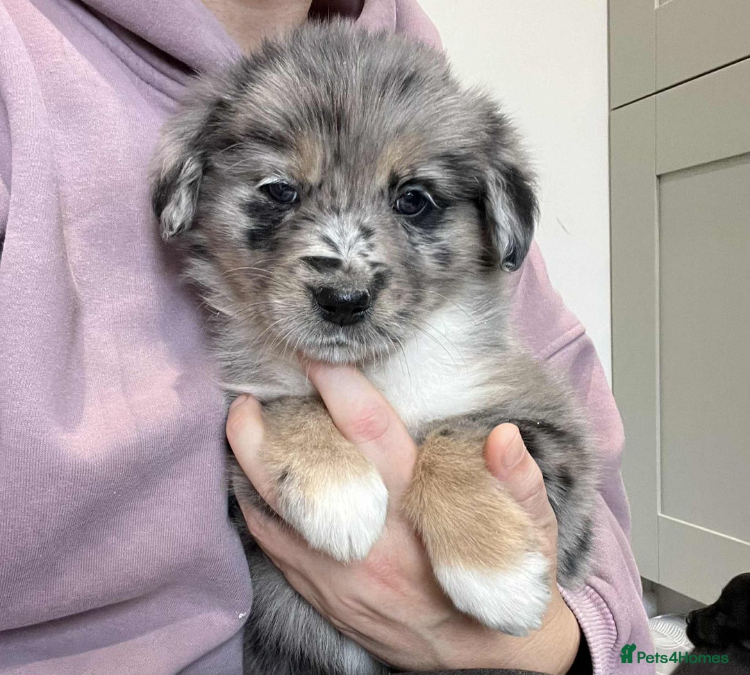 Golden Retriever dogs for sale: Beautiful Golden Retriever x Border Collies Pups - Image 3