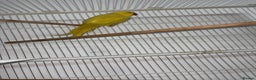 Ringnecks birds for sale: Yellow Lutino Ringneck Parrot - Advert 4