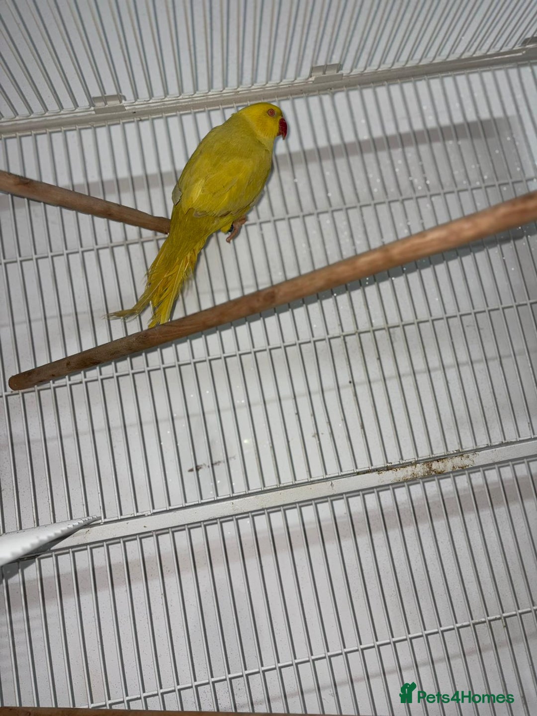 Ringnecks birds for sale: Yellow Lutino Ringneck Parrot - Advert 4