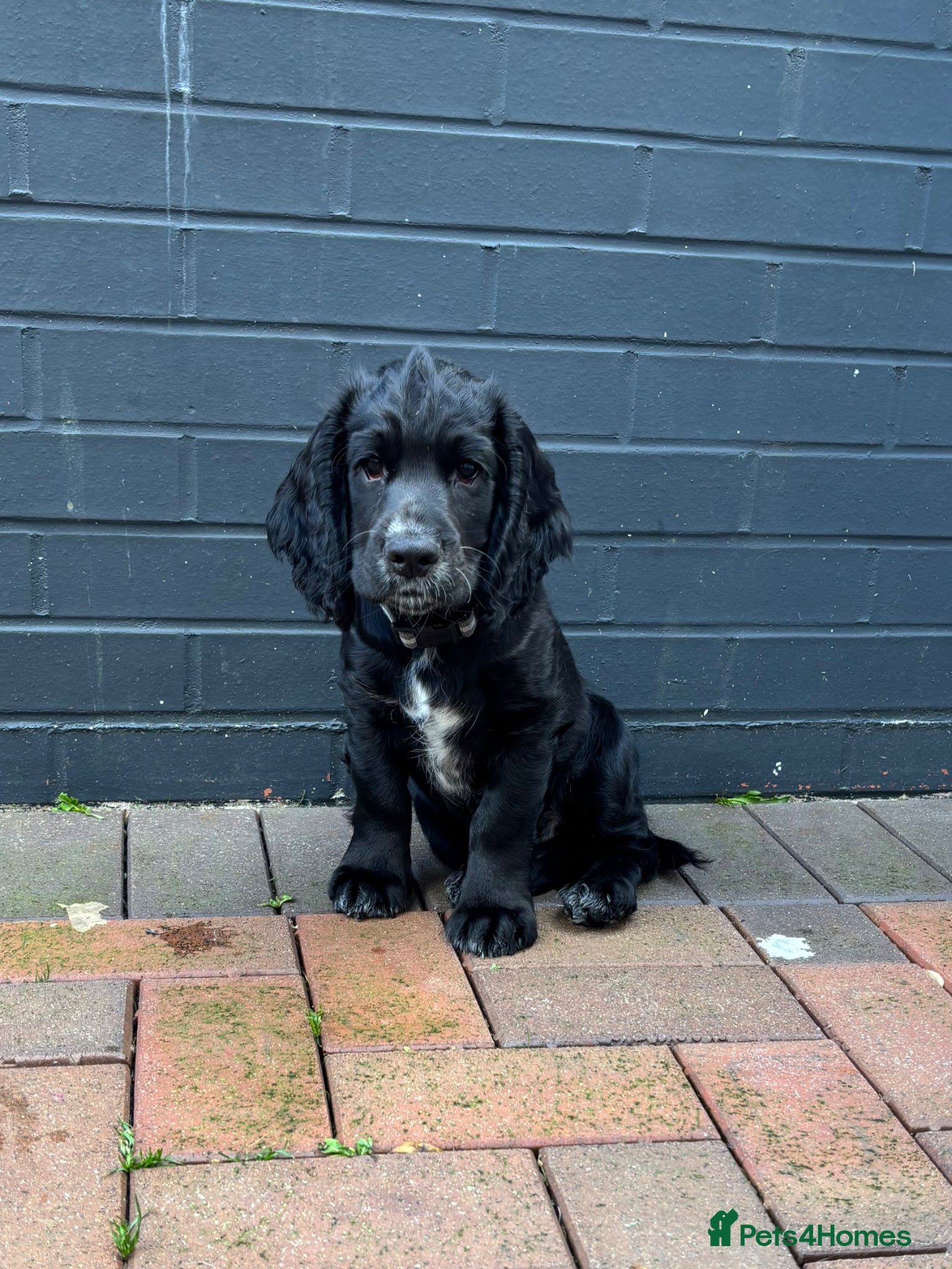 Cocker Spaniel dogs 11 week old working cocker pup - Advert 12