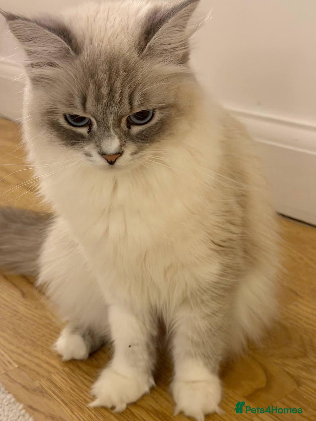 Siberian cats for sale: Rare Siberian Cats Available😻💯 - Advert 33