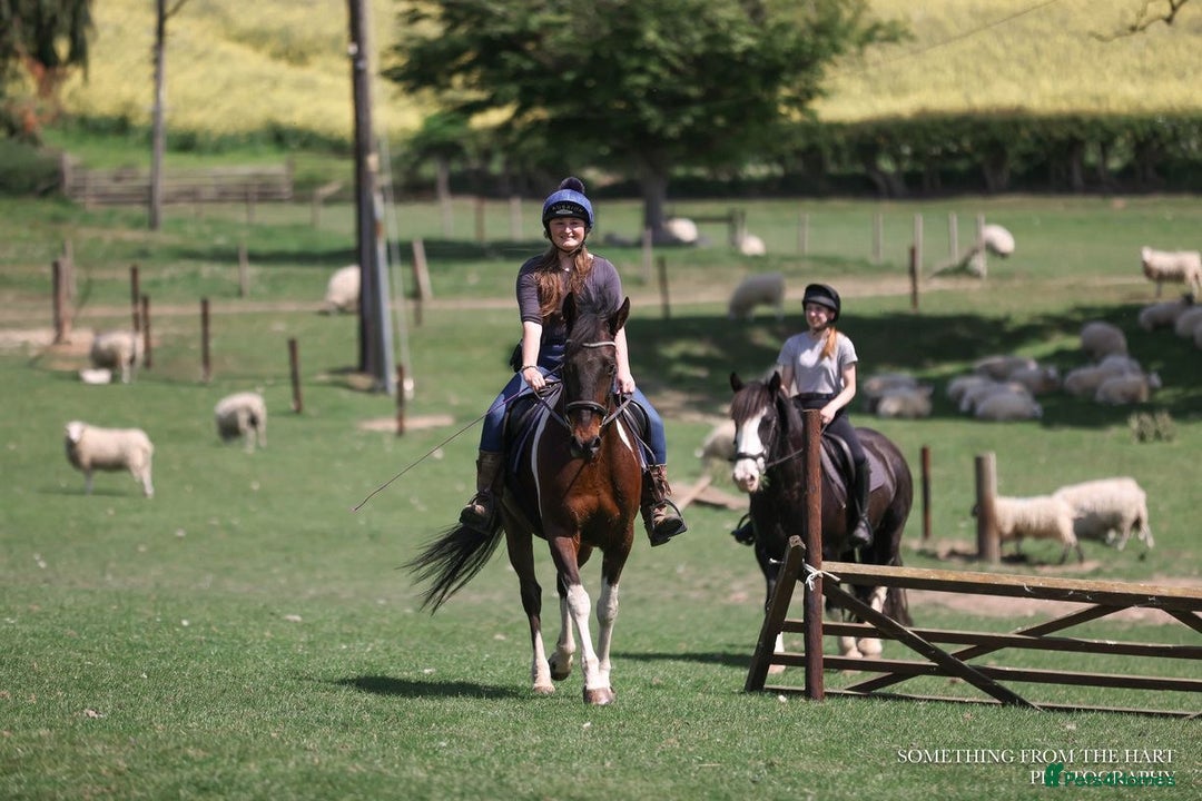 Other Breed horses for sale: Stunning Coloured Gelding - Advert 8