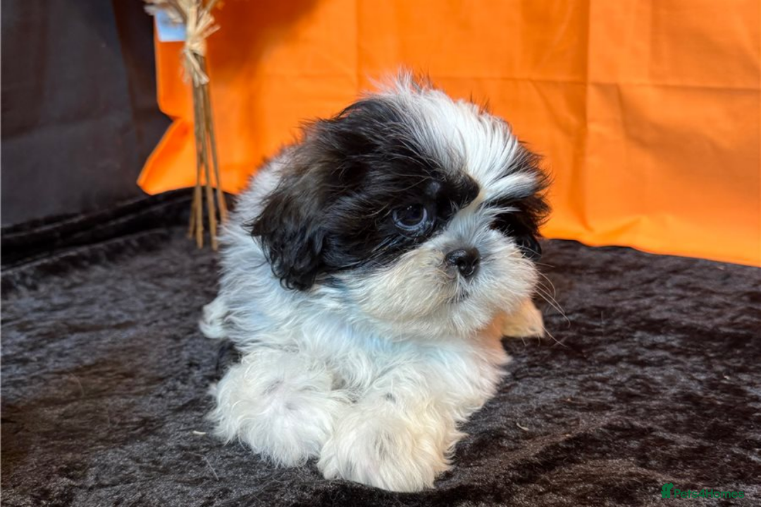 Shih Tzu dogs for sale: Adorable Shih Tzu Puppies – Ready for Loving Homes - Image 5
